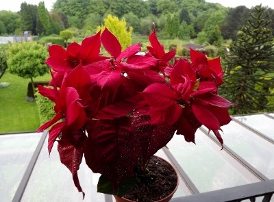 Euphorbia pulcherrima (400x295).jpg
