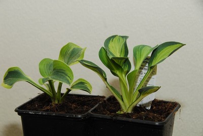 dsc_9954_Hosta.jpg