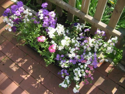 Mai 2013 04 013.JPG