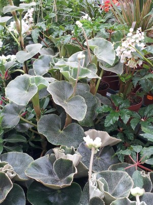 Besuch im Gartencenter_2.jpg