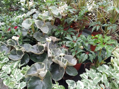 Besuch im Gartencenter_1.jpg