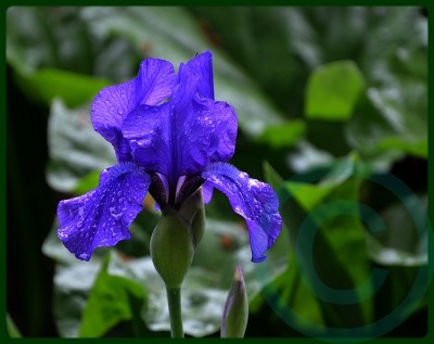 Iris Annikins kl.jpg