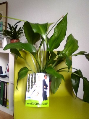 eucharis.jpg