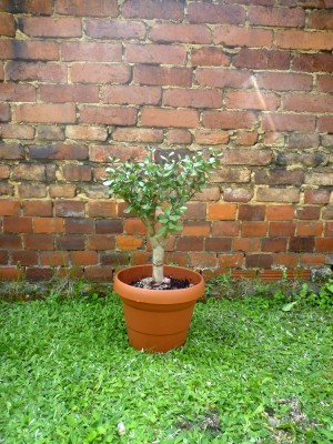 Crassula 1A - 2013.05 - 35cmm.JPG