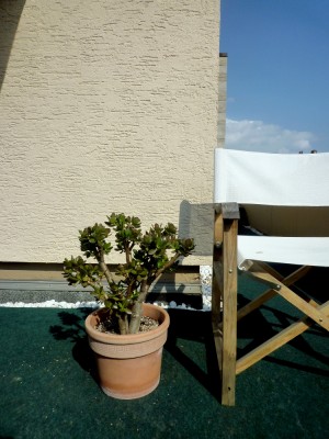 Crassula 1A - 2012.09 - 35cmm.JPG