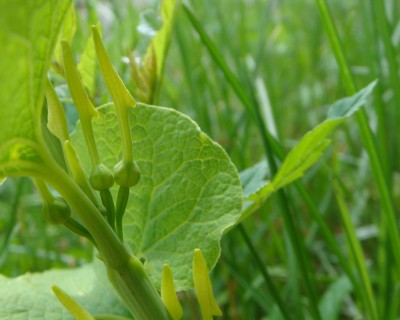 Osterluzei Aristolochia clematitis.jpg