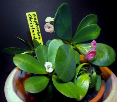 Euphorbia milii (800x697) (400x349).jpg