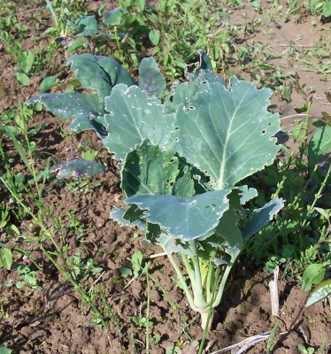 Anfängerfrage Kohlrabi --- Pflanztiefe? · Pflanzen & Botanik · GREEN24  Pflanzen & Garten Forum