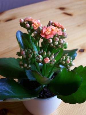 kalanchoe_I.jpg