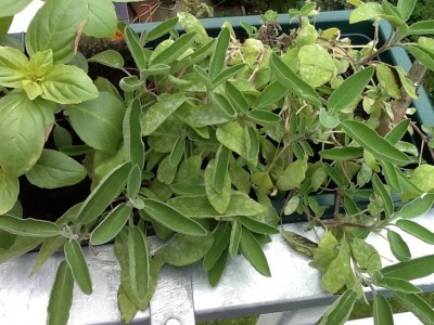 Weiße Flecken auf dem Salbei Echter Mehltau · Pflanzenkrankheiten