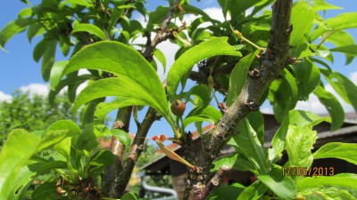 Garten 2013_2834.jpg