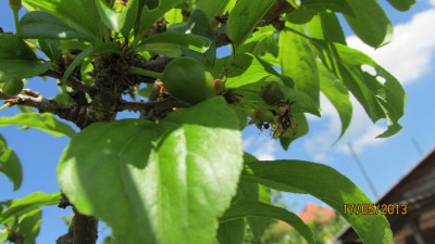 Garten 2013_2833.jpg