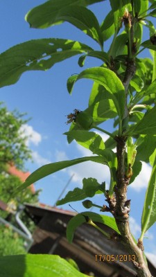 Garten 2013_2832.jpg