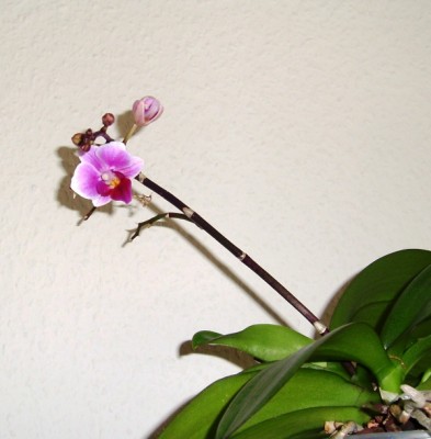 Phal...JPG