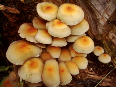 Bilder vom 01.10.2007 019.jpg