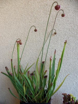 sarracenia.jpg