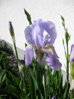 Iris hellblau_8870.jpg
