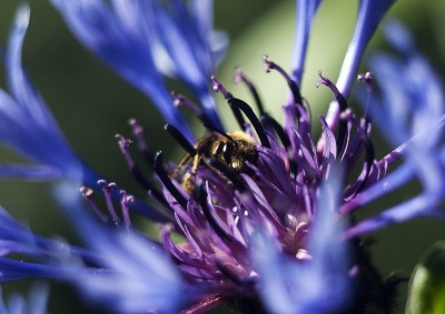 Centaureamitbiene.jpg