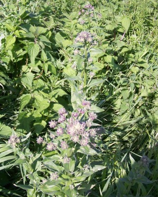 2013-05-14 - Pflanzen 010b.jpg
