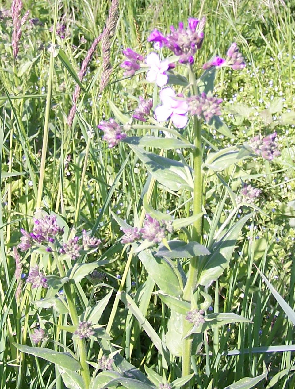 Staude mit lila Blüten - wer bin ich? - Nachtviole · Pflanzenbestimmung &  Pflanzensuche · GREEN24 Pflanzen & Garten Forum
