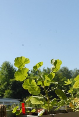 Wetter 032yy.jpg