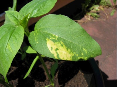 helianthusannuus190513.jpg