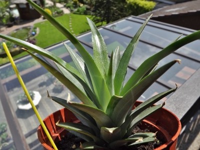 Ananas 19.05 (2) (400x300).jpg