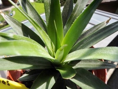 Ananas 19.05 (1) (400x300).jpg