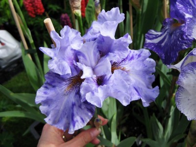 Iris Broke Pattern_8784.jpg