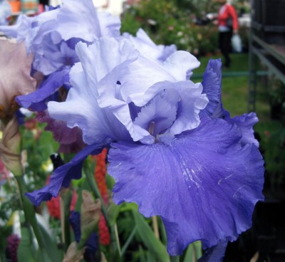 Iris Proud Tradition_8780.jpg