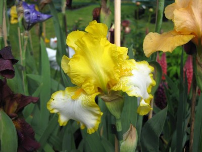 Iris First Interstate_8779.jpg