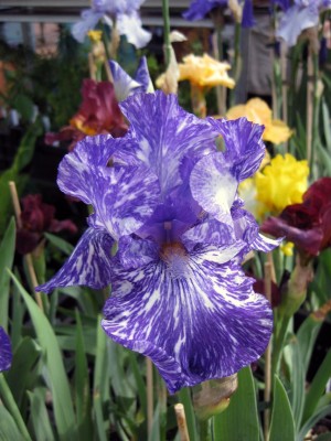 Iris Batik_8783.jpg
