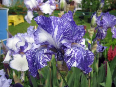 Iris Batik_8778.jpg