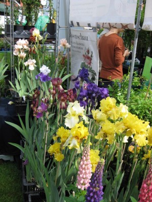 IrisGartentage_8775.jpg