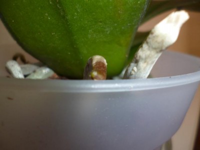 P1000288.JPG