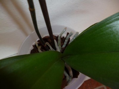 P1000287.JPG