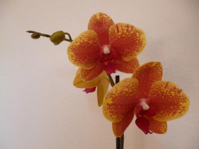 P1000286.JPG