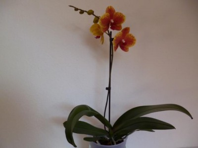 P1000285.JPG