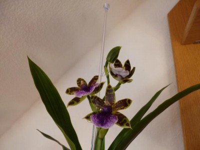 P1000283.JPG
