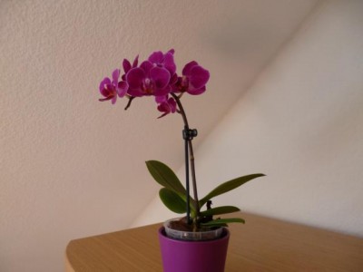 P1000282.JPG