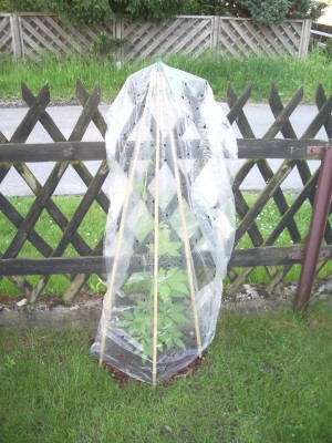 Inka Gurke am 19.05.2013.jpg