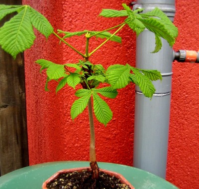 Bonsai-009.jpg