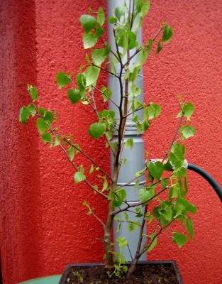 Bonsai-006.jpg