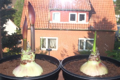 Hippeastrum cybister Rio Negro und cybister Emerald am 19.05.2013.jpg