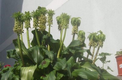 Eucomis Kiel.png