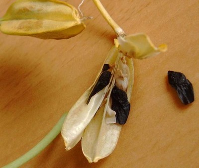 Samen_Agapanthus_einzeln_1590.jpg