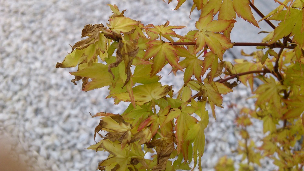 gelber Japanischer Ahorn - Blätter werden braun · Pflanzenkrankheiten &  Schädlinge · GREEN24 Pflanzen & Garten Forum
