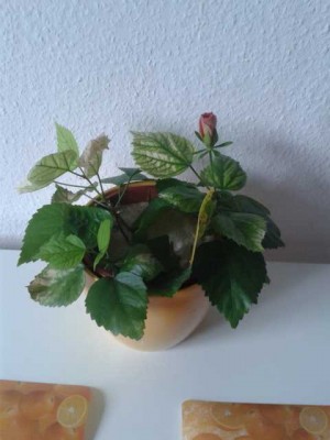 20130520_150833.JPG