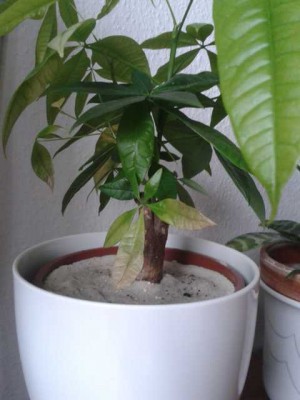20130520_150902.JPG