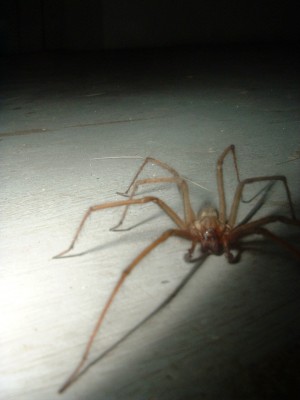 spinne (4).JPG